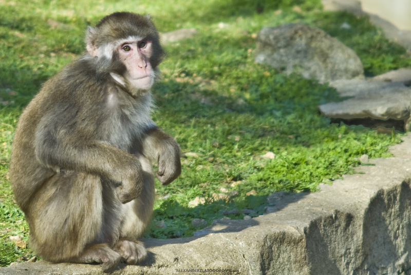 Macaque at Zoo de Vincennes, Paris