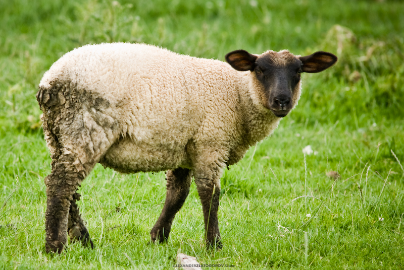 Black head Sheep