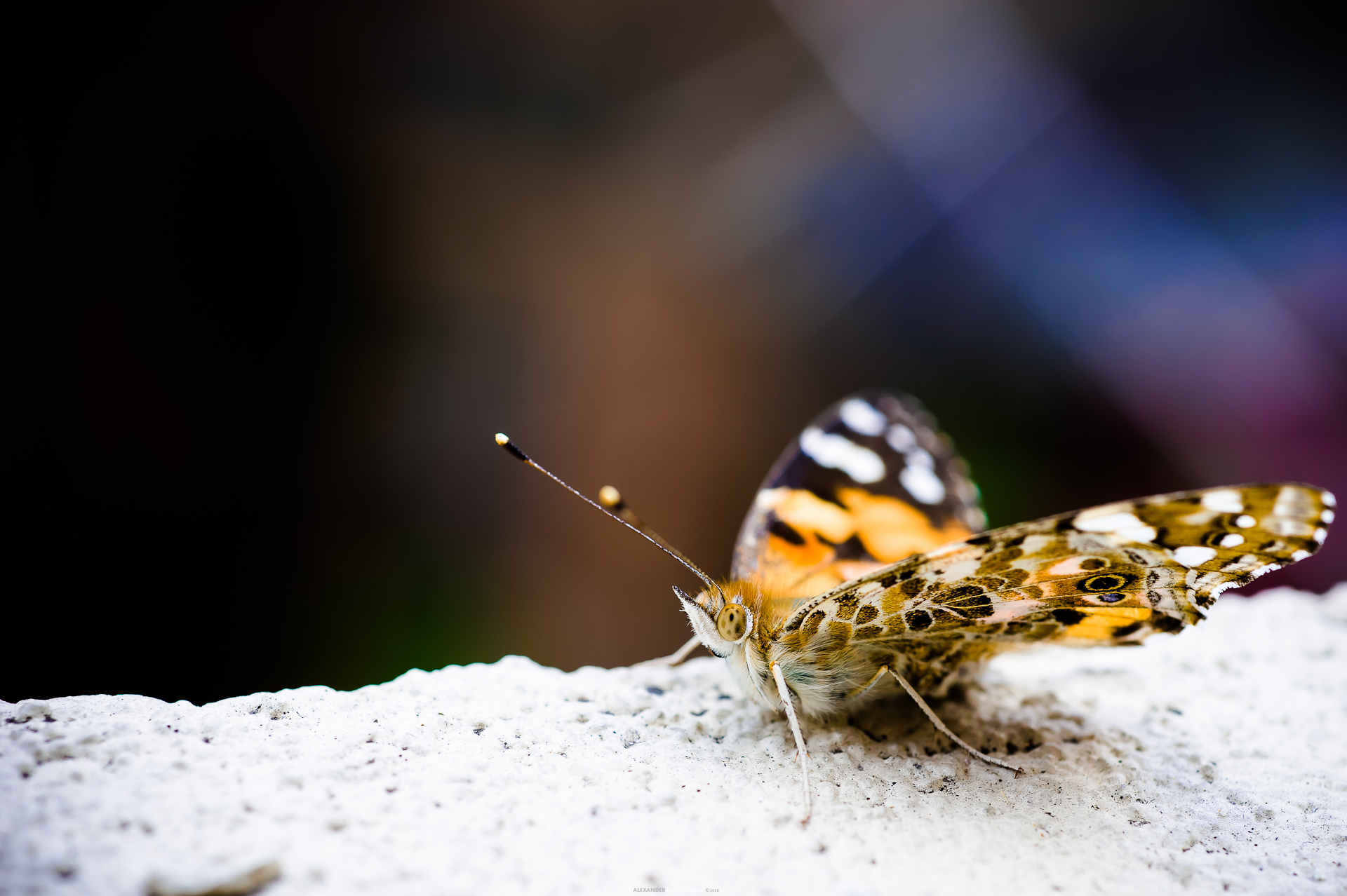 Butterfly in the city