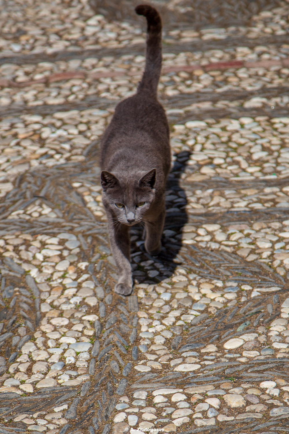 Cat in Andalusia