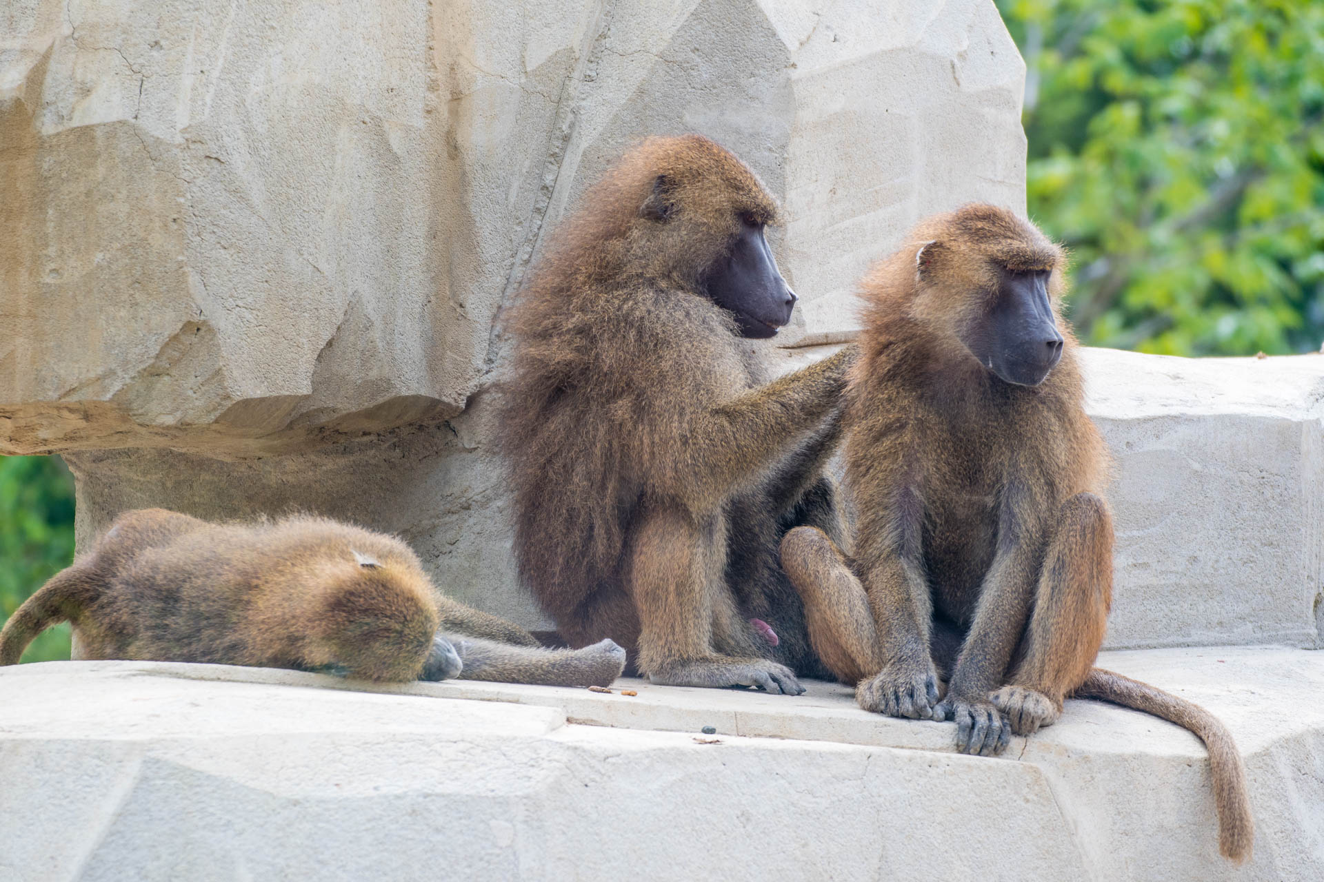 Baboons at Zoo de Vincennes, Paris