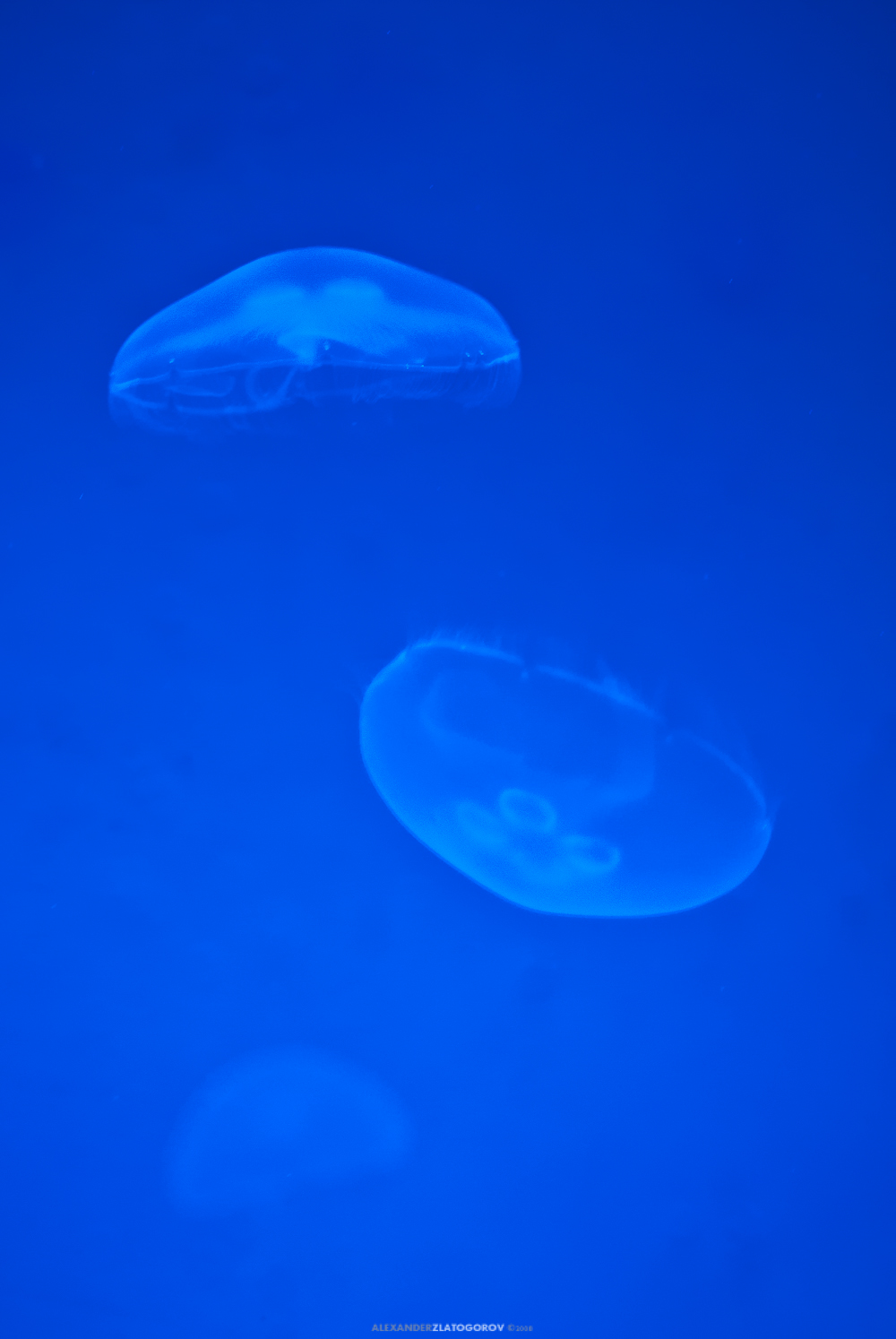 Aquashow, Audierne, Finistère